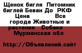 Щенок бигля. Питомник биглей Беван-До (РКФ) › Цена ­ 20 000 - Все города Животные и растения » Собаки   . Мурманская обл.